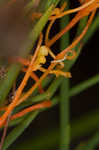 Harper's dodder